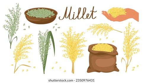 A set of grains and spikelets of millet. Millet plant, millet grains in a plate and bag. Agriculture, design elements, vector