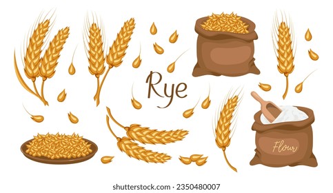 A set of grains and spikelets of rye. Rye plant, rye grains in a plate and bag, rye flour. Agriculture background, design elements, vector