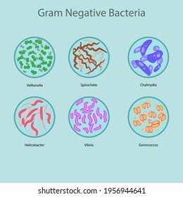 spirochetes gram stain