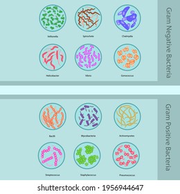 Set of gram negative and positive bacteria vector illustration - Gonococcus, Helicobacter, Chlamydia, Streptococcus, Staphylacoccus, Bacilli- for microbiology education