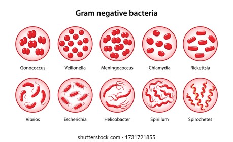 Set of gram-negative bacteria in magnifying glass: gonococcus, vibrios, spirillum, spirochetes, meningococcus, escherichia, helicobacter, rickettsia, chlamydia. Vector illustration in flat style