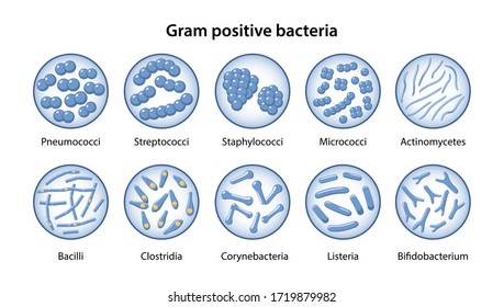 Micrococci Images, Stock Photos & Vectors | Shutterstock