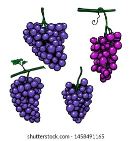 Set of Grape branch on white background. Design element for poster, logo, label, sign, card, banner. Vector illustration