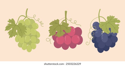 Set of grape bunches. Grape crowns and green leaves. Red or purple, green and blue grapes. Isolated vines fruits on branches, different colors, varieties. Vector illustration, hand drawn, flat style.