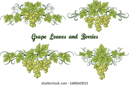 Set of Grape Bunches, Green Berries and Leaves on White Background. Vector