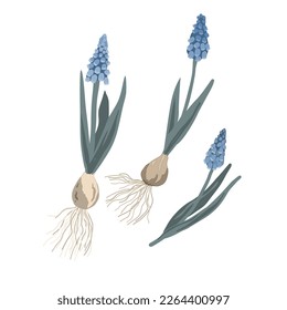 Set of grape hyacinths with onion, roots, leaves and blossom. Muscari plant isolated on white background. Vector illustration.