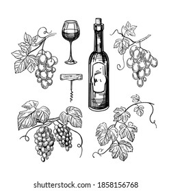 Set of grape illustrations. Bunch of grapes. Vector outline illustration