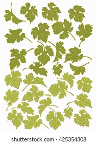 Set the grape leaves. Isolated leaves of grapes on a white background.