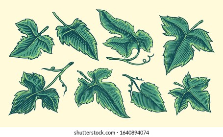 Set of grape leaves. Vineyard Plant Collection in vintage style. Hand drawn engraved outline sketch for banner, poster or label. Ingredient for wine and juice.