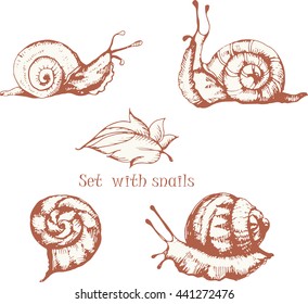 Set with Grape Snail  classic drawn Ink Illustration Isolated on white background.