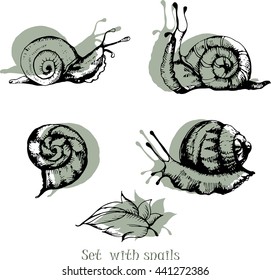 Set with Grape Snail and silhouette  - classic drawn Ink Illustration Isolated on white background.