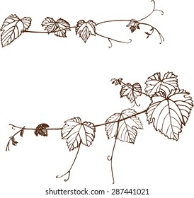 Set of grape vines. Vector illustration