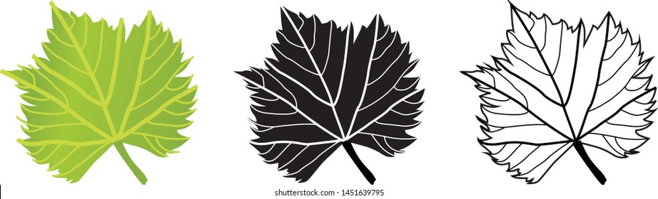 Set of Grape Wine Leaves Green on White Background - Illustration Isolated Icon 