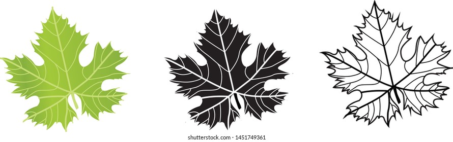 Set of Grape Wine Leaves Green on White Background - Illustration Isolated Icon 