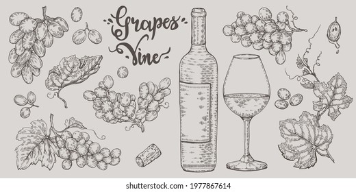 Set of grape and wine theme elements. Hand-drawn sketch. Vector illustration.