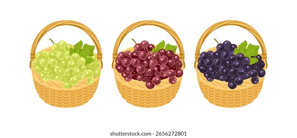 Conjunto de uvas en cestas.  Blanco, rojo y negro de uvas aisladas sobre fondo blanco. Ilustración plana de dibujos animados de Vector.