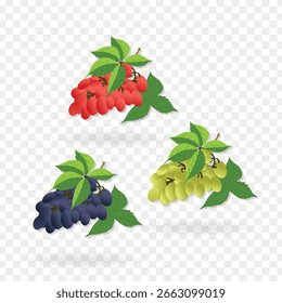 Set of grapes clip art vector illustration on transparent background