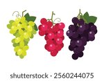 Set of Grapes, Farm fresh red black and green Grape product emblem for grocery shop, different positions, simple flat vector illustration fruits.