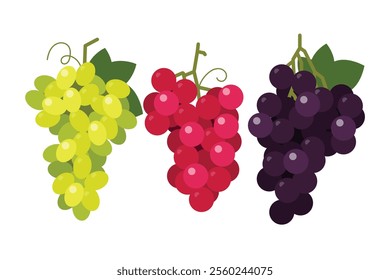 Set of Grapes, Farm fresh red black and green Grape product emblem for grocery shop, different positions, simple flat vector illustration fruits.