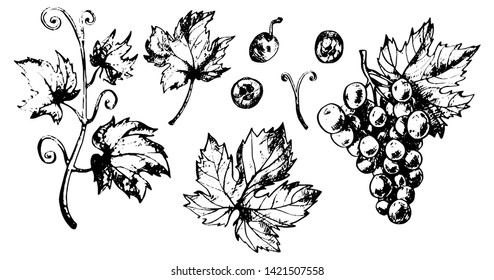 Set of grapes leaves, berries, branches and sprouts. Engraving style of illustration, black on isolated white background