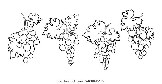 Set of grapes with leaves in doodle style, their four bunches. Stock vector illustration isolated on white background.