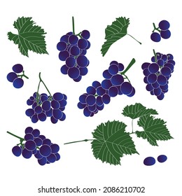 Conjunto de uvas y hojas. Ilustración vectorial.