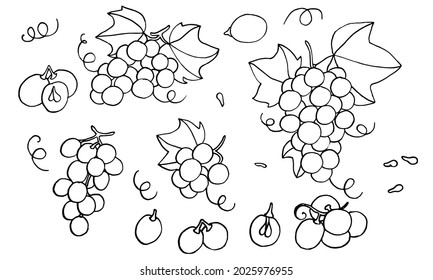 Set of grapes monochrome sketch. Hand drawn grape bunches. Decorative doodles in vector illustration. For icon, sticker, logo, wine. 