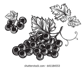 Set of grapes monochrome sketch. Hand drawn grape bunches.