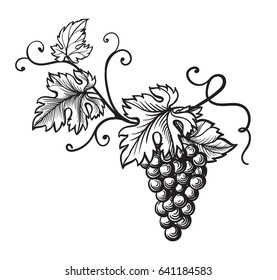 Set of grapes monochrome sketch. Hand drawn grape bunches.