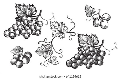 Set Of Grapes Monochrome Sketch. Hand Drawn Grape Bunches.