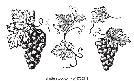 Pinot Noir Grapes Illustration Immagini e Fotos Stock - Alamy