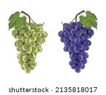 A set of grapes on a bunch with leaves, their two varieties and colors - blue and green. Grape product, vector illustration isolated on white background.