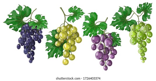 Set of grapes on a bunch with leaves, their four varieties and colors - blue, purple, green and white. Stock vector illustration isolated on white background.