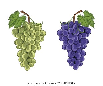 A set of grapes on a bunch with leaves, their two varieties and colors - blue and green. Grape product, vector illustration isolated on white background.