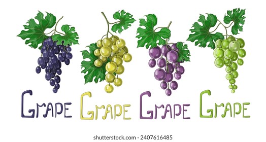 Set of grapes on a bunch with leaves, their four varieties and colors are blue, purple, green and white with drawn inscription -Grape. Stock vector illustration isolated on white background.