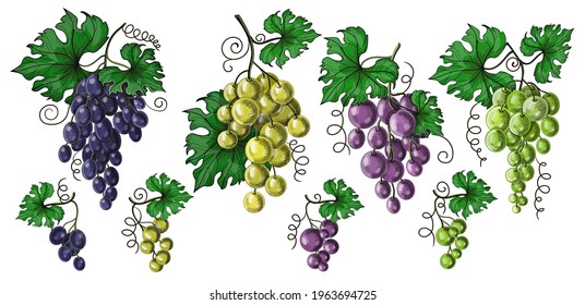 Un conjunto de uvas en racimos con hojas - grandes y pequeñas uvas, sus cuatro variedades y colores - azul, púrpura, verde y blanco. Ilustración vectorial de material aislada en un fondo blanco.