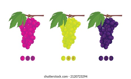 A set of grapes on bunches with leaves, three varieties and their colors, blue, purple and green. And also pieces of grapes. Illustration of an isolated stock vector on a white background.