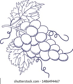 Set of grapes sketch. Hand drawn grape bunches.
