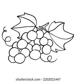 Set of grapes sketch. Hand drawn grape bunches. Decorative doodles in vector illustration. For icon, sticker, logo, wine. 