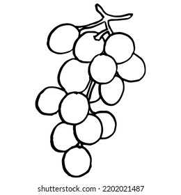 Set of grapes sketch. Hand drawn grape bunches. Decorative doodles in vector illustration. For icon, sticker, logo, wine. 