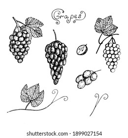 Set of grapes, vector illustration, bunches of grapes, leaves and twigs, cut grapes, sketch