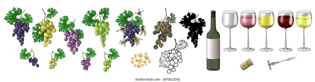 Set of grapes and wine. It depicts clusters of different grape varieties, with wasps, a rotten, black silhouette and contour of grapes, raisins, a bottle of wine, a corkscrew, a cork, glasses of wine