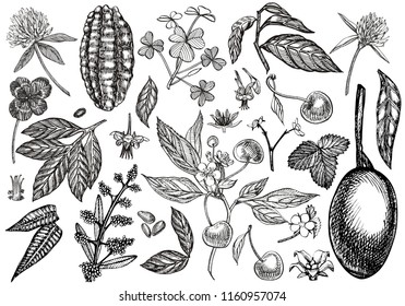 Set of graphic botanical illustration. Mango Fruit, Cacao and Berries strawberry, raspberry, apple, cherry isolated on white background.