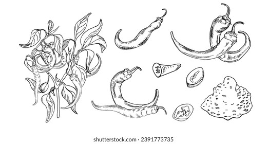 Set with graphic chili hot peppers illustration isolated on white background. Hand drawn ink plant of hot pepper. Vector hot pepper powder black white line. Design element for wrapping, menu, package