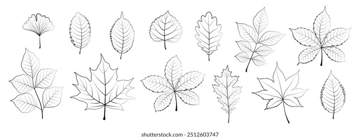 Set of graphic contours of autumn leaves in cartoon style.Vector illustration of linear silhouettes of autumn leaves:maple, oak, ginkgo, birch, chestnut, walnut, branches isolated on white background.