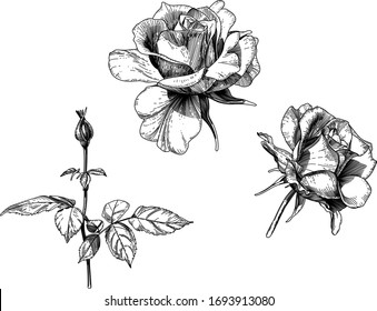 Set of graphic hatched roses.