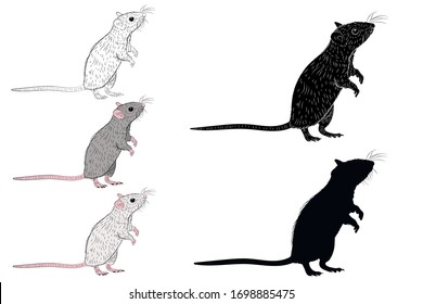 Set of Graphic illustration of a realistic rat  standing on its hind legs in isolate on a white background. Vector illustration