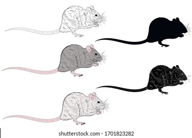 Set of graphic illustration of a realistic rat black white, white, gray and black silhouette in isolate on a white background. Vector illustration.