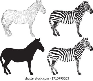 Set graphic illustration of a standing zebra in isolate on a white background. Vector illustration.