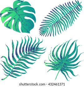 Set of graphic illustration of tropical palm leaves isolated on white background. Vector colorful illustration
